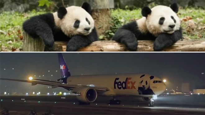 İKİ DEV PANDA 15 SAAT UÇTU
