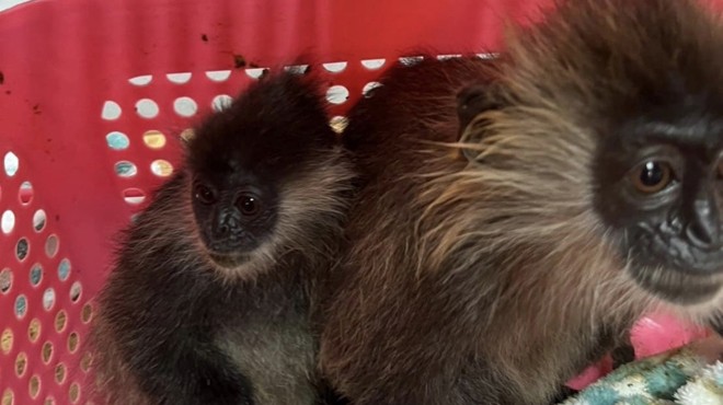 VALİZDEN İKİ MAYMUN ÇIKTI