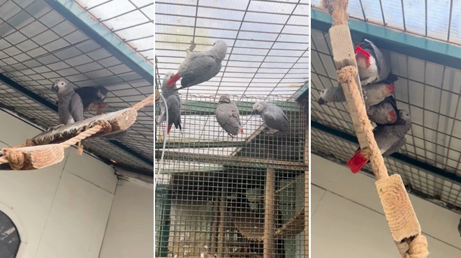 VALİZDEN 20 PAPAĞAN ÇIKTI